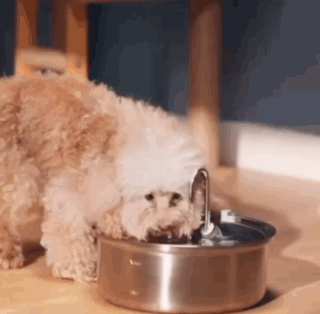 Zoomies -Pet Water Fontain™️