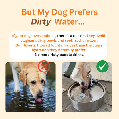 Zoomies -Pet Water Fontain™️